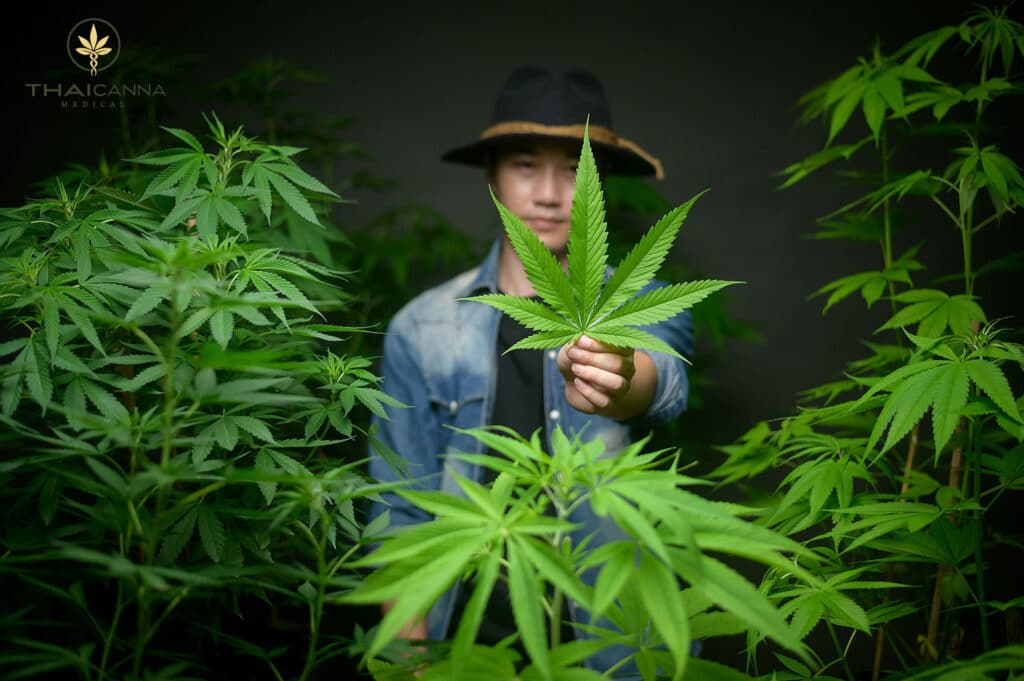 Thai Canna Med