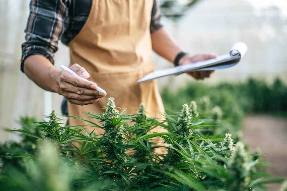 Get Legal Cannabis In Thailand In 2025 With Thaicannamed.com
