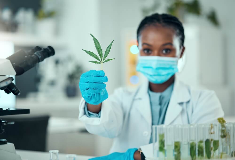 Understanding Changes To Medical Weed Laws In Thailand In 2025