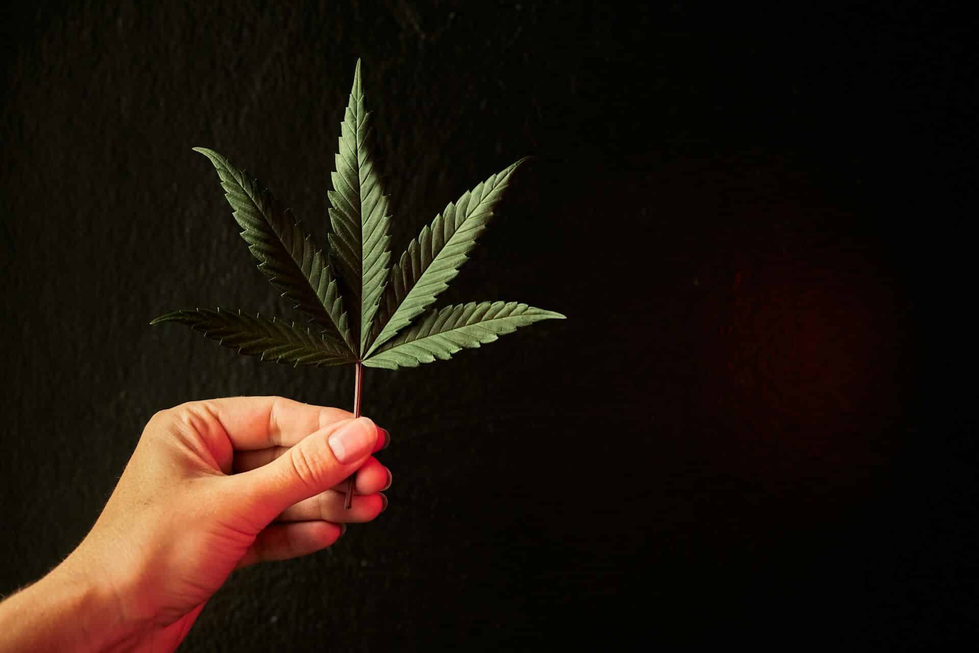 Buying Cannabis Legally in Thailand With a Prescription