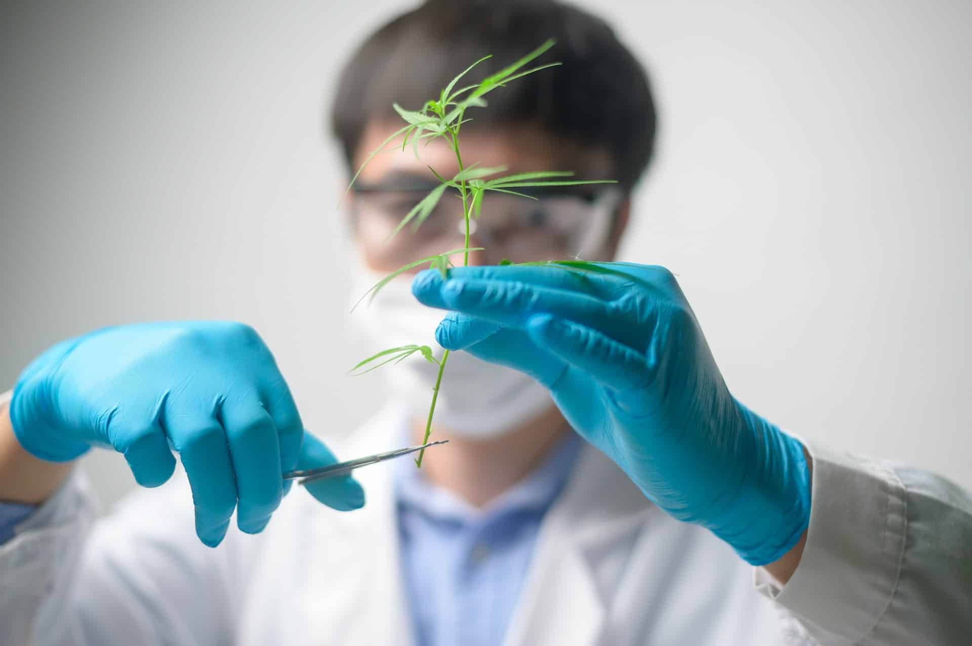 Cannabis Clinics in Thailand