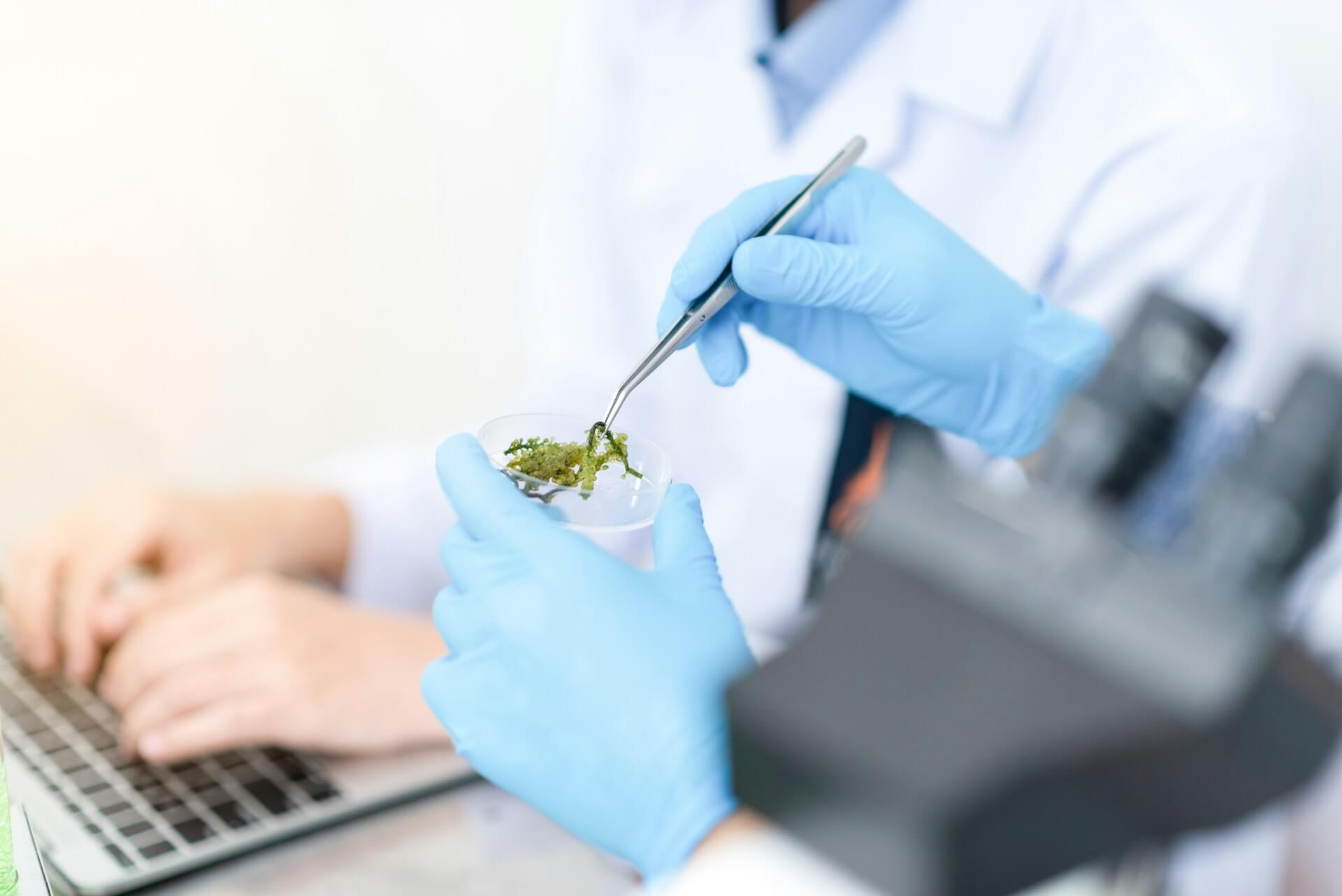Cannabis Clinics in Bangkok Are Becoming the First Choice for Legal Cannabis Access