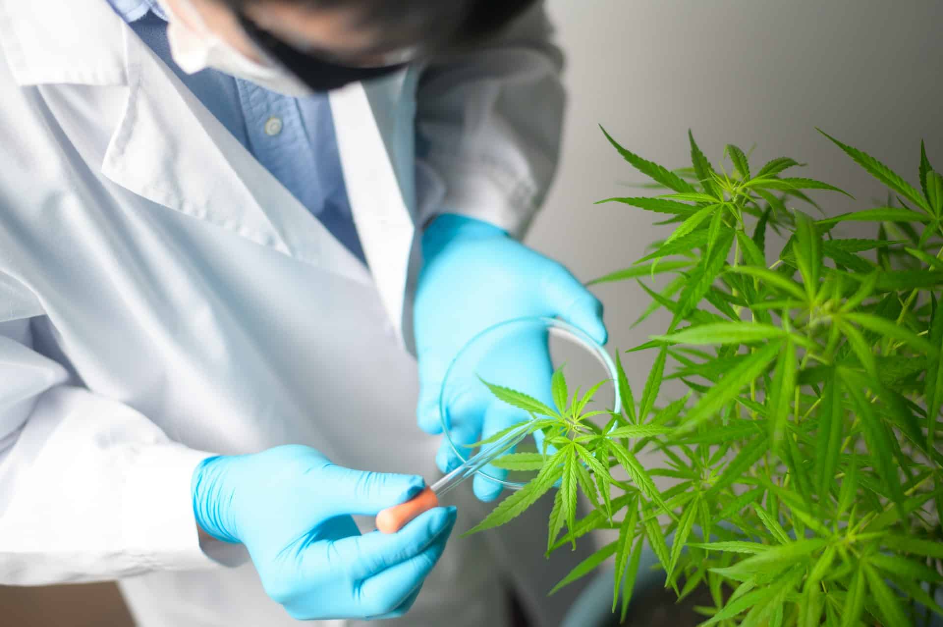 The Rise of Prescription Cannabis Clinics in Thailand for Wellness Patients