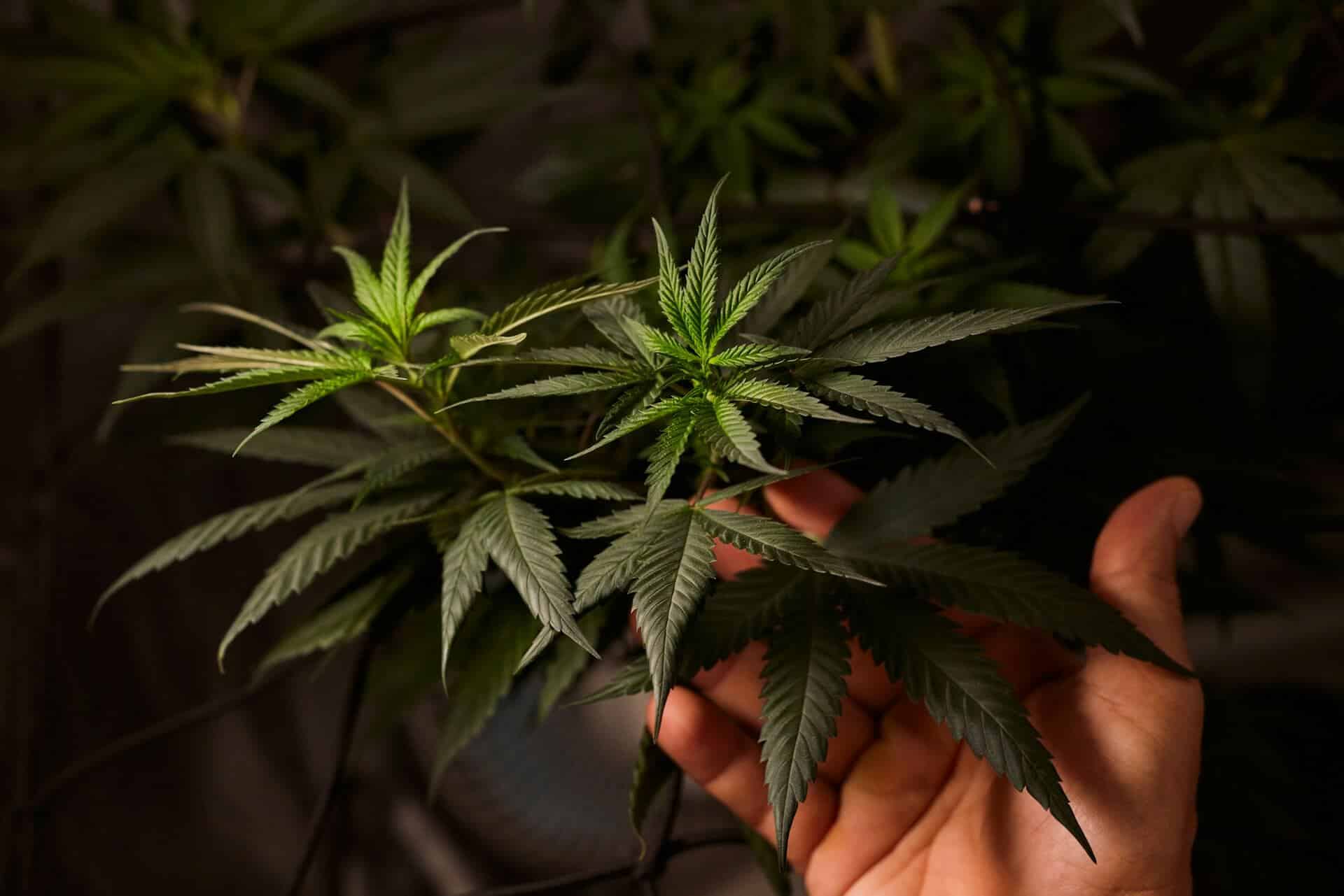 How Thai Dispensaries Are Staying Compliant After the 2026 Regulations